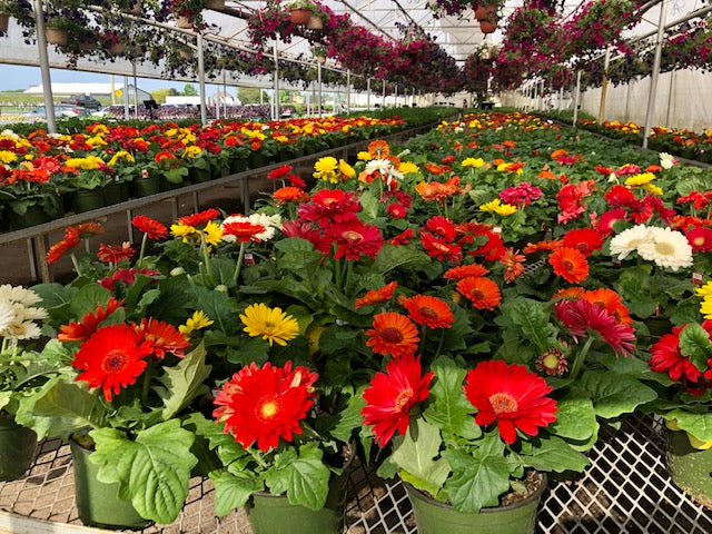 flowers from seaway farms