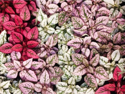 4" Annuals