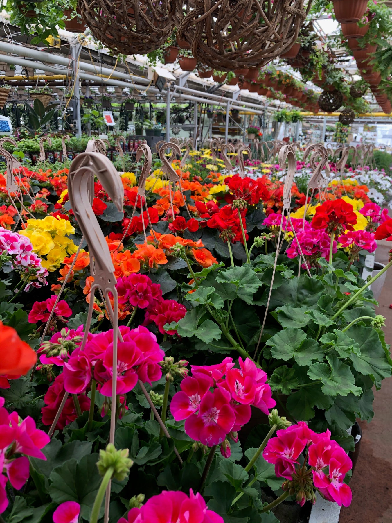 Hanging Baskets