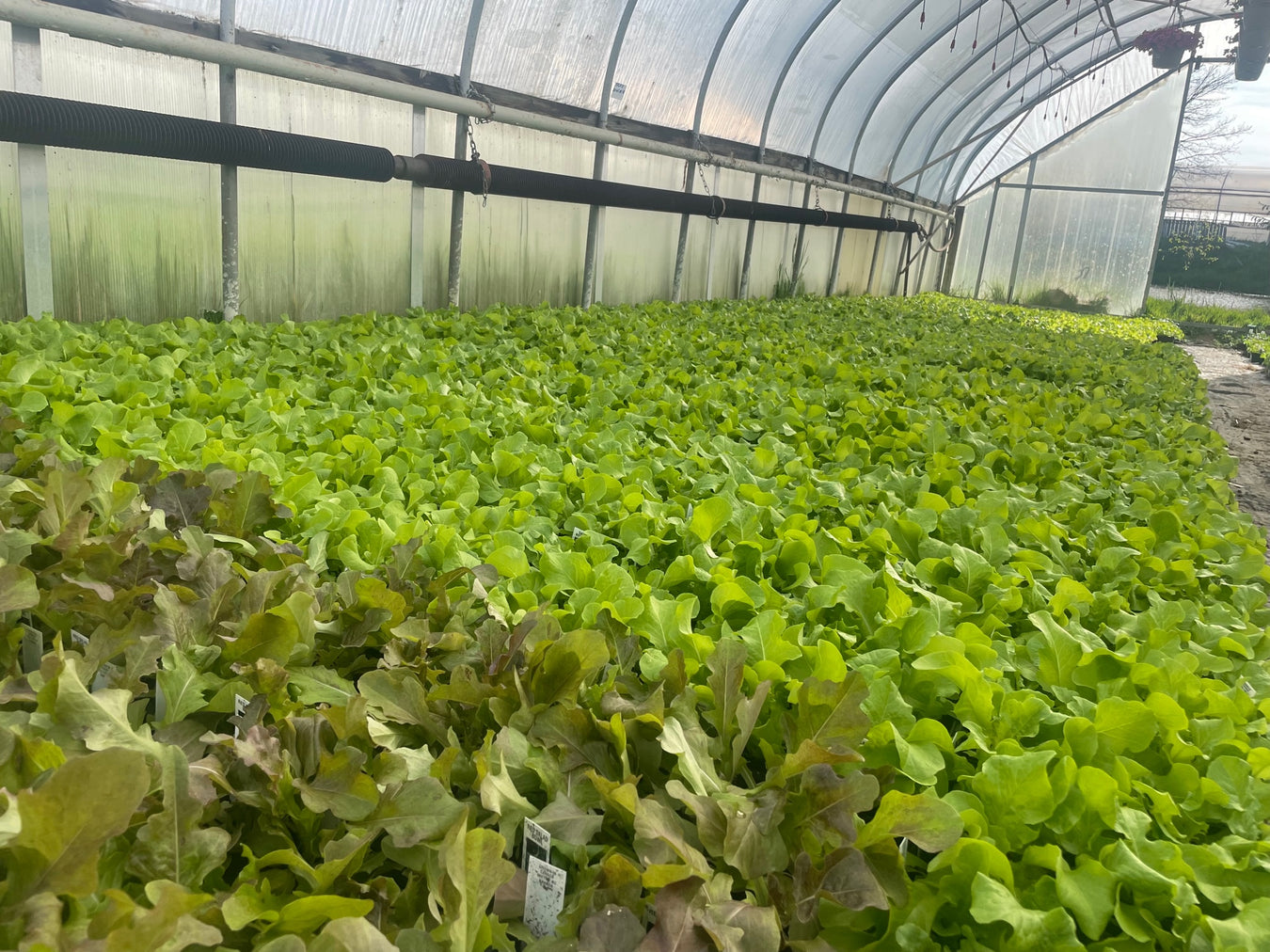 Bedding Plants