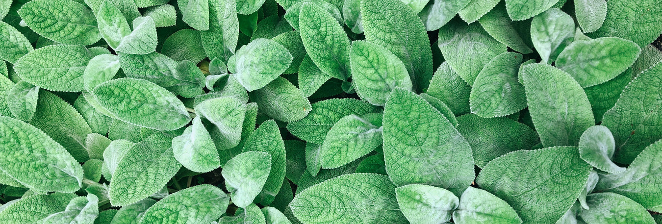 A collection of our best herbs