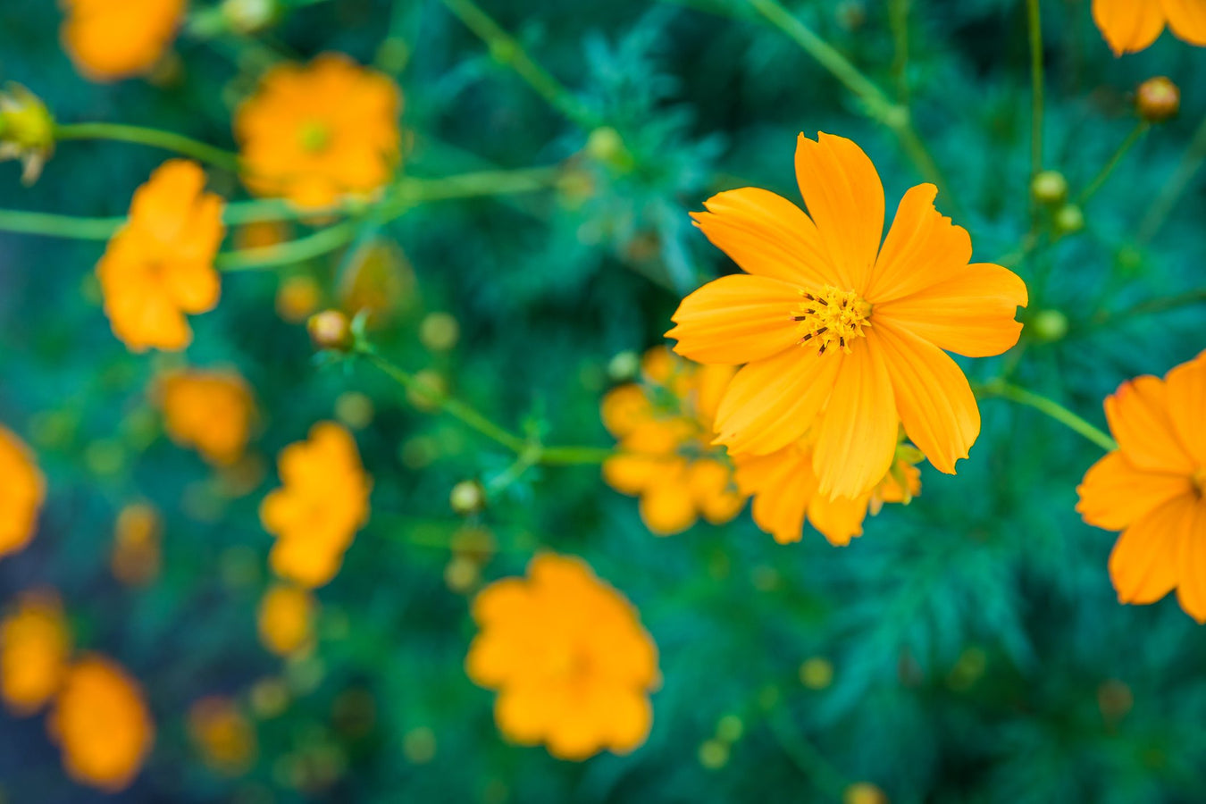 Perennials