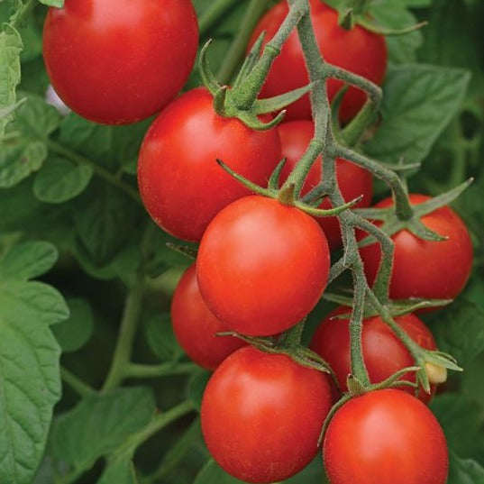 Tomato Tidy Treats