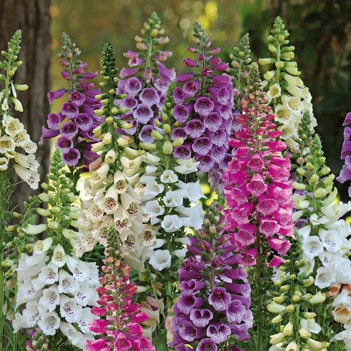 Digitalis (Foxglove)