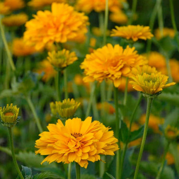 Heliopsis (False Sunflower)