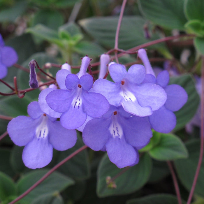 Streptocarpella 10" Hanging Basket