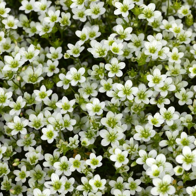 Saxifraga (Rockfoil)