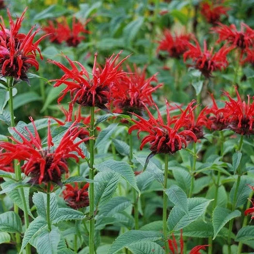 Monarda (Bee Balm)