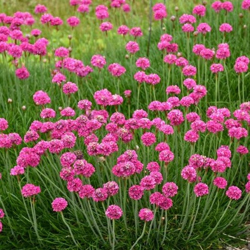 Armeria (Sea Thrift)