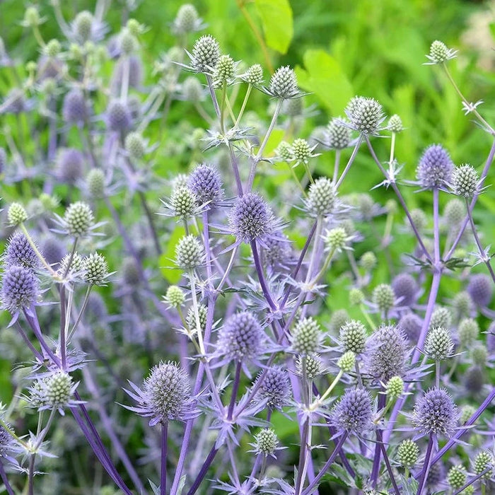 Eryngium