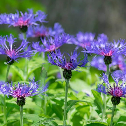 Centaurea Montana (Cornflower)