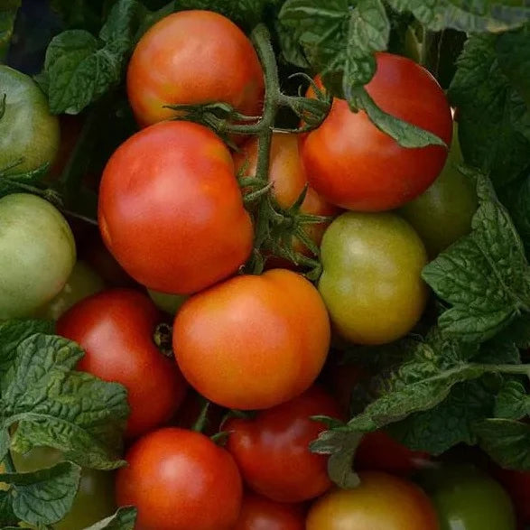 Tomato Little Sicily