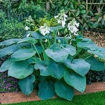 Hosta: Bressingham Blue