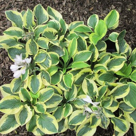 Hosta: Brim Cup