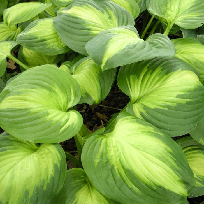 Hosta: Enchiladas
