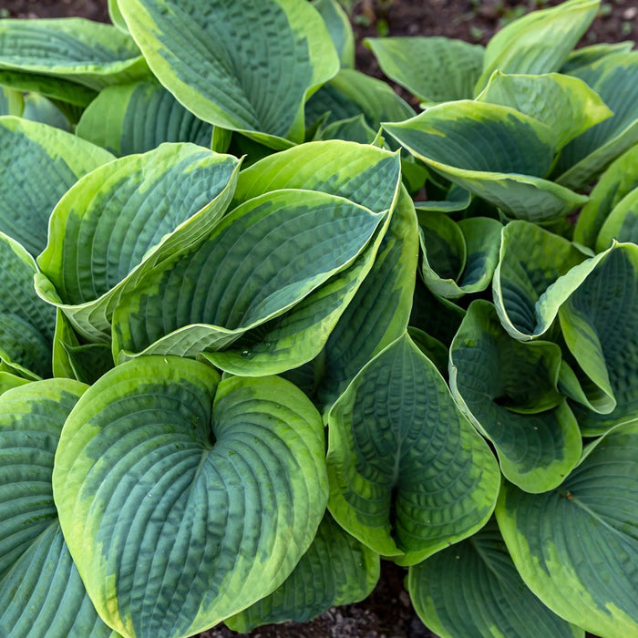 Hosta: Frances Williams