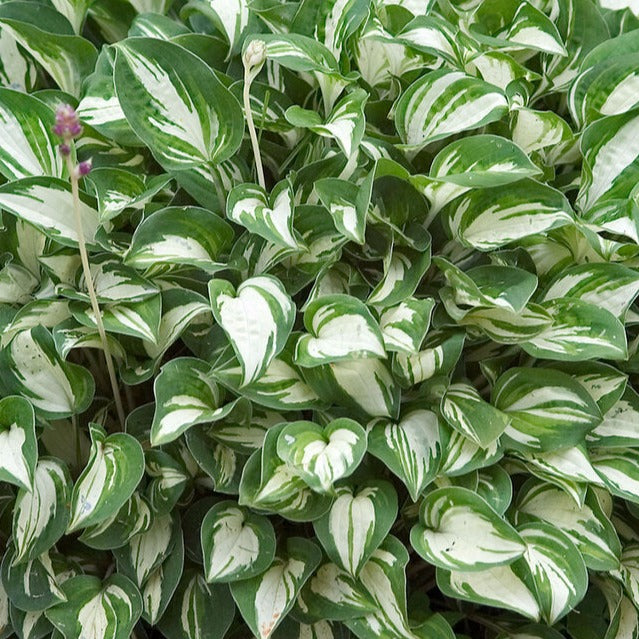 Hosta: Pandora's Box