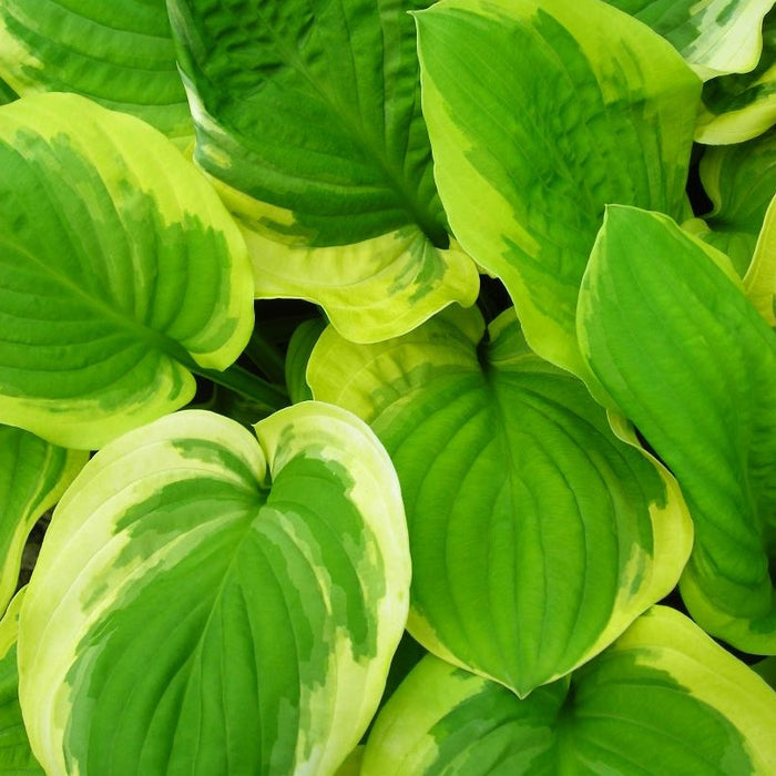 Hosta: Pizzazz