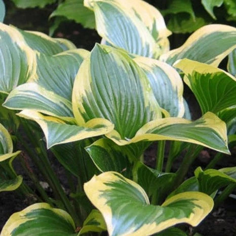 Hosta: Queen Josephine