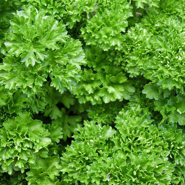 Parsley - Curly