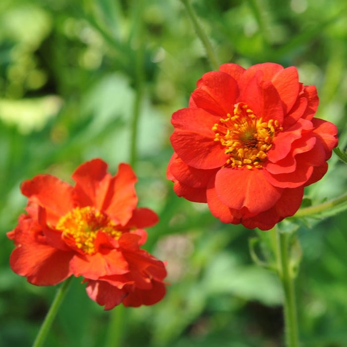 Geum