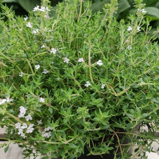 Oriental Thyme Orangelo