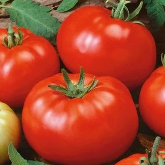 Tomato Basket Vee