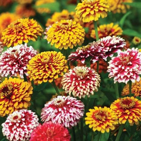 Zinnia Bedding Plant