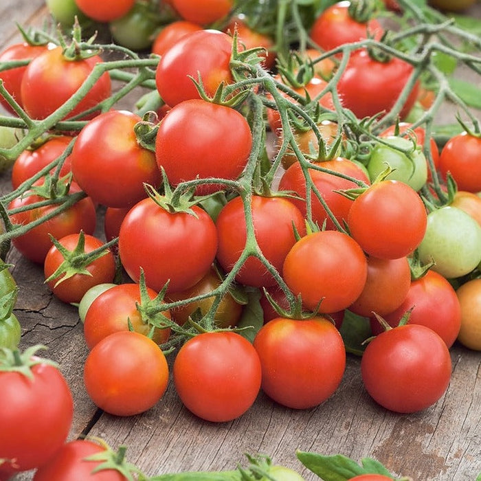 Tumbler Tomato Plant