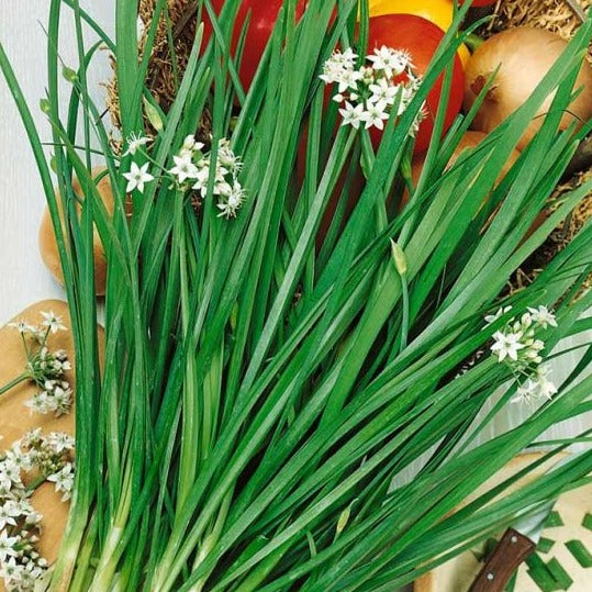 Garlic Chives