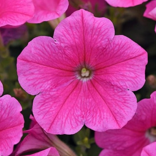 Wave Petunia 10" Hanging Basket