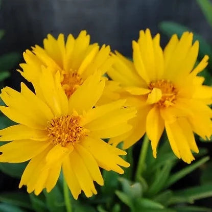 Coreopsis (Tick Seed)