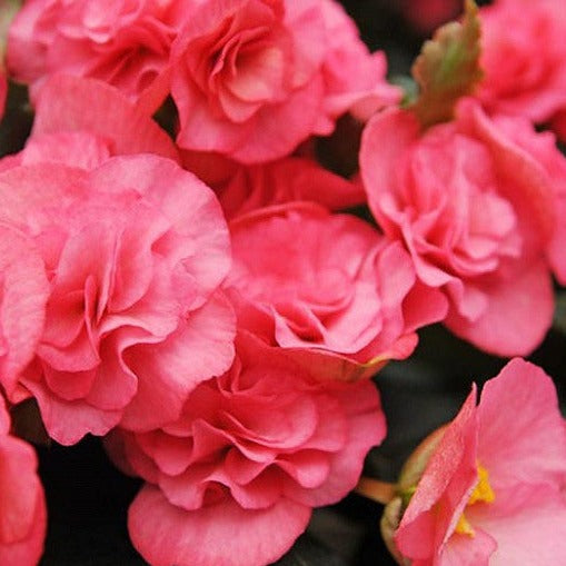 Tuberous Begonia 4"