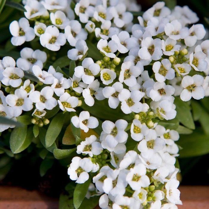 Alyssum