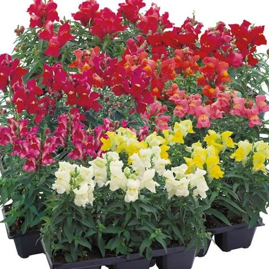 Snapdragon Bedding Plant