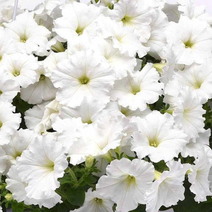 Wave Petunias