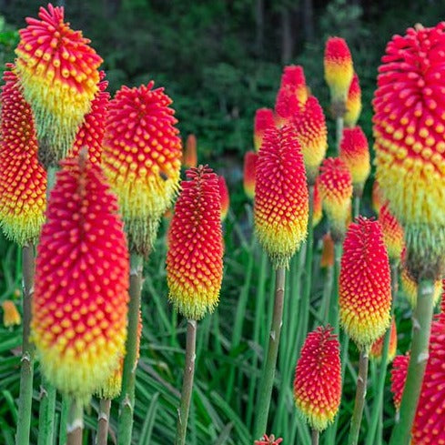 Kniphofia (Red Hot Poker)