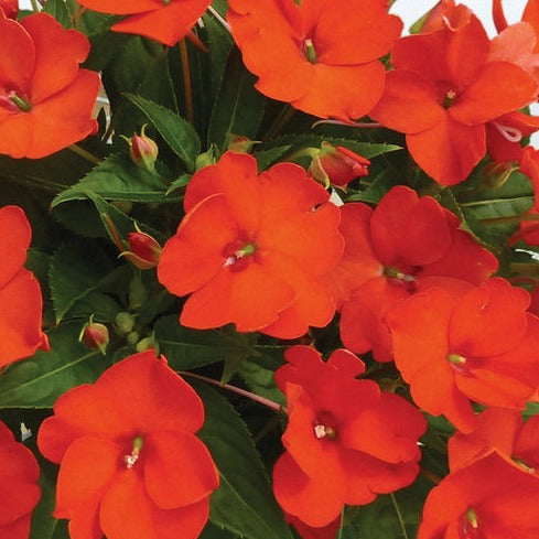 Impatiens