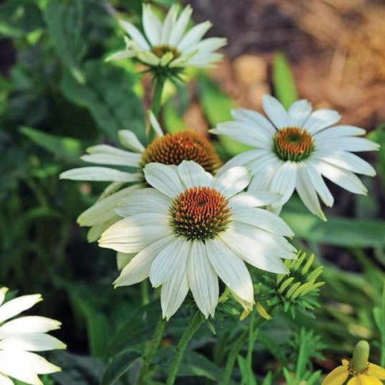 Echinacea (Coneflower)