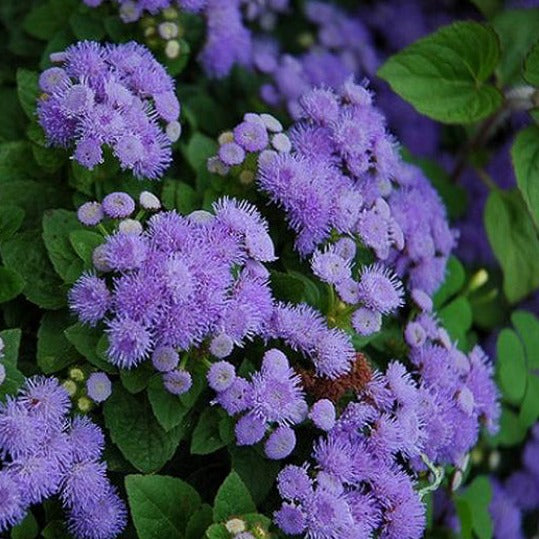 Ageratum Bedding Plant