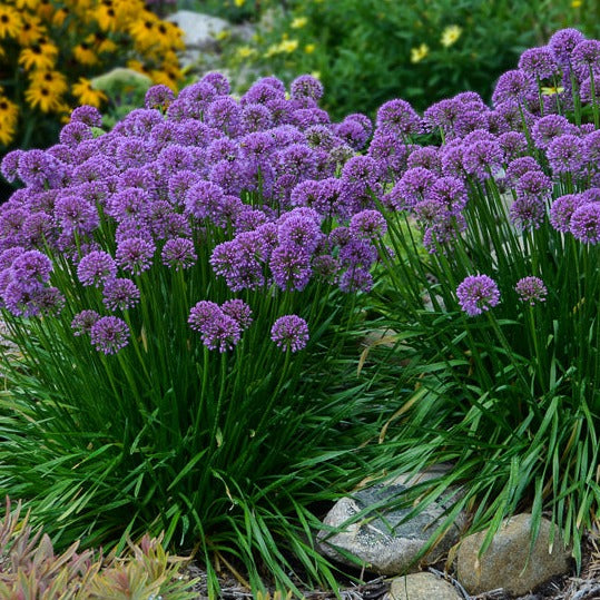 Allium