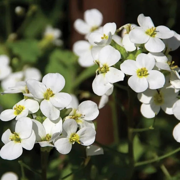 Arabis (Rock Cress)