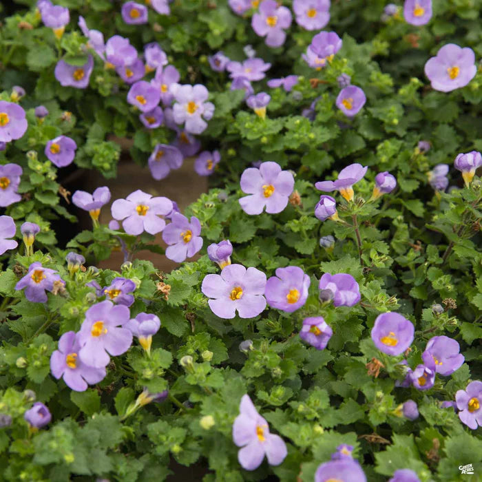 Bacopa