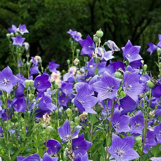 Platycodon (Balloon Flower)