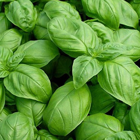 Basil