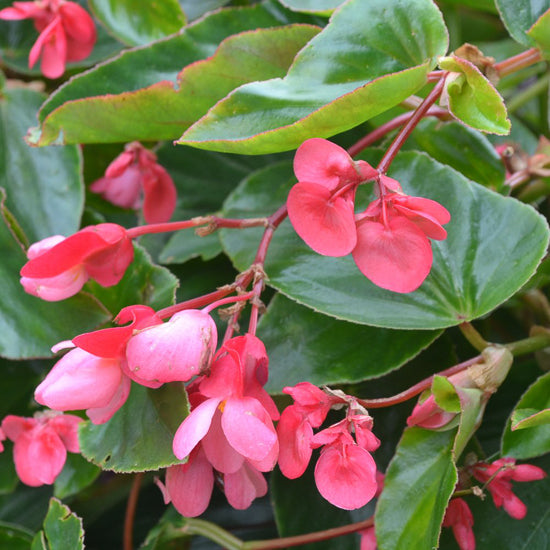 Dragon Wing Begonia 10"