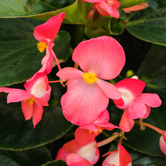 Dragon Wing Begonia 4"