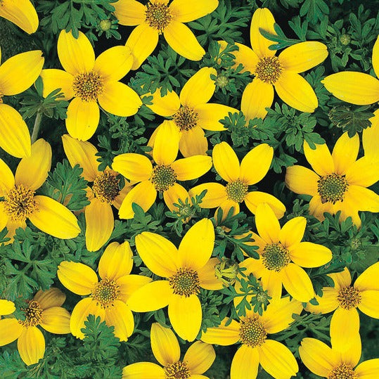 Bidens