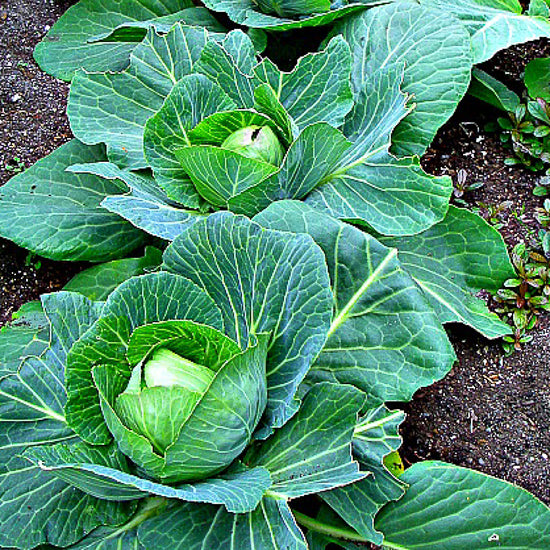 Cabbage