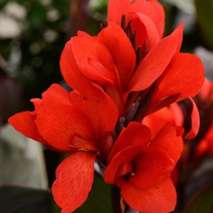 Canna Cannova Lily